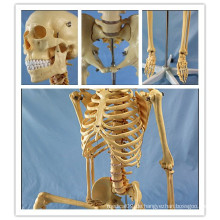 170cm Menschliches Skelett Anatomisches Plastikmodell